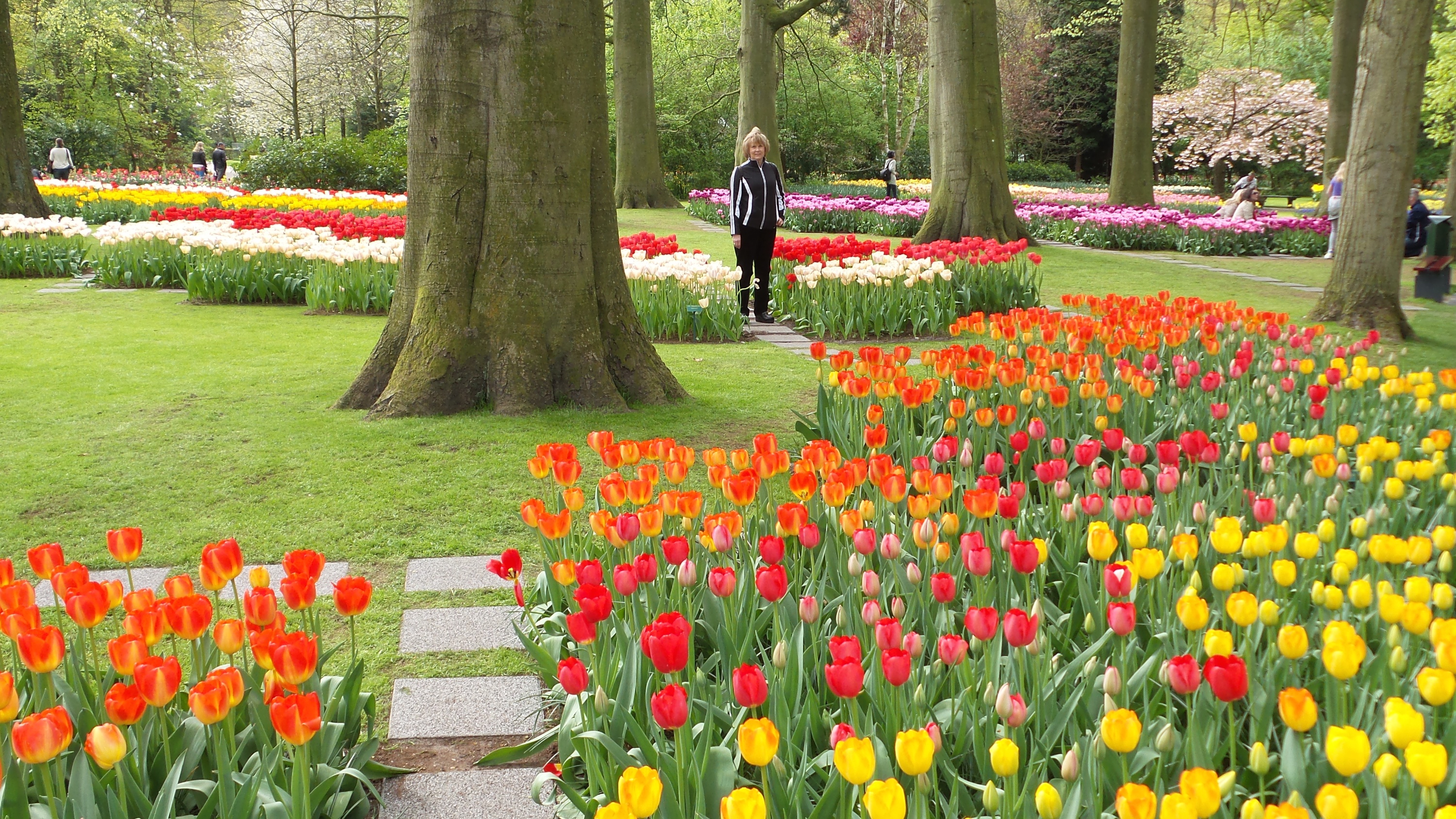 2014-04-17 Holland Tulips 54.jpg